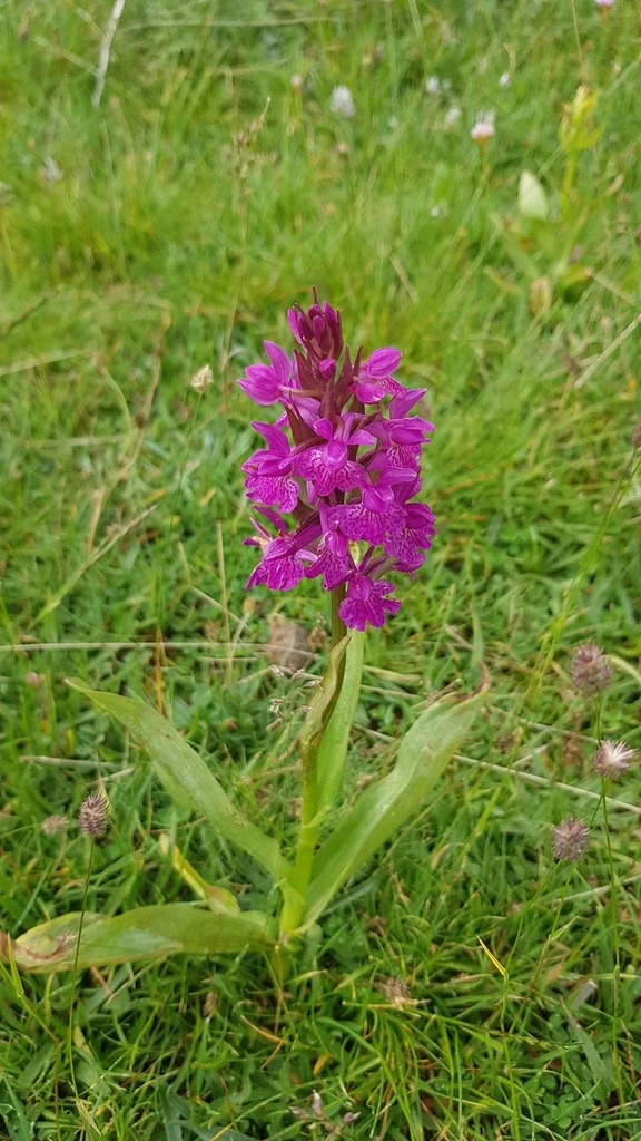 Dactylorhiza cantabrica