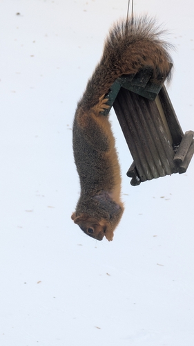 Eastern Fox Squirrel photographed in Indiana