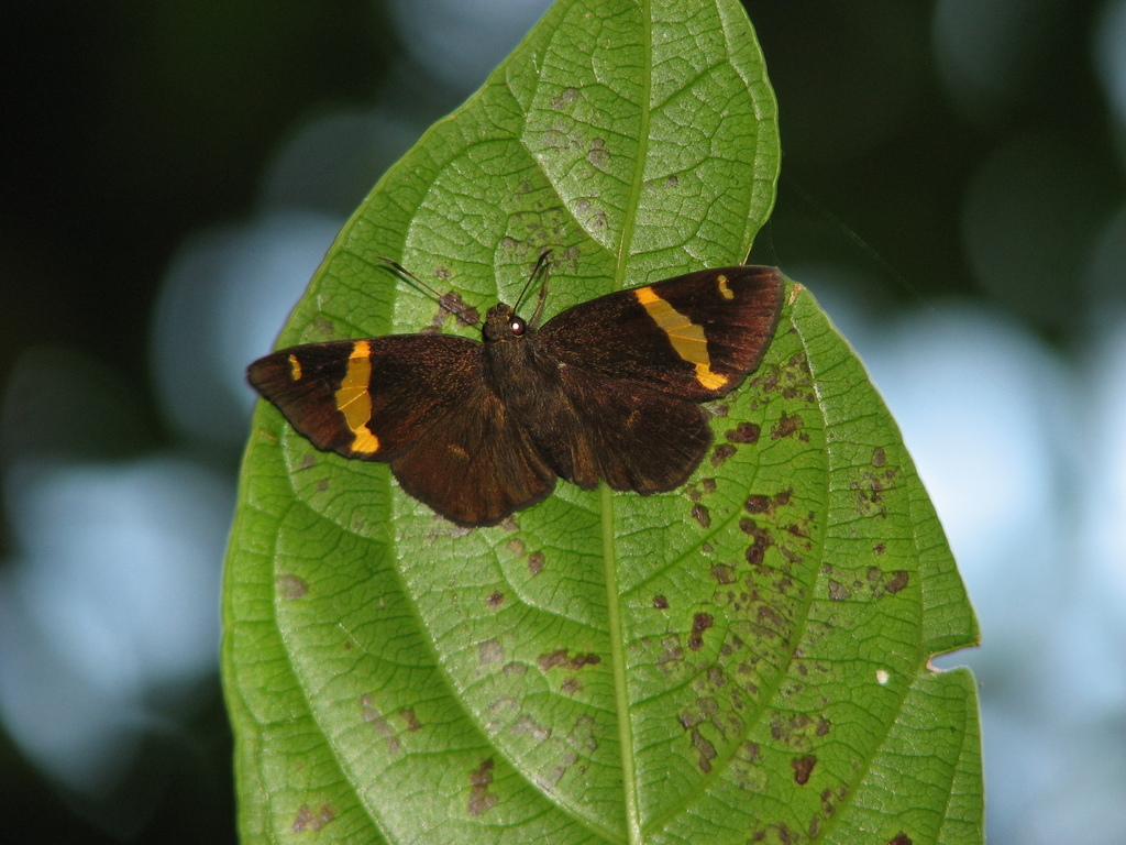 Celaenorrhinus aurivittata