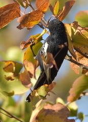 Melaniparus niger ravidus