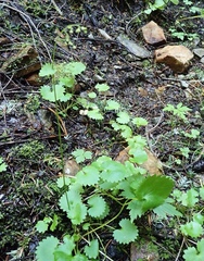 Micranthes odontoloma