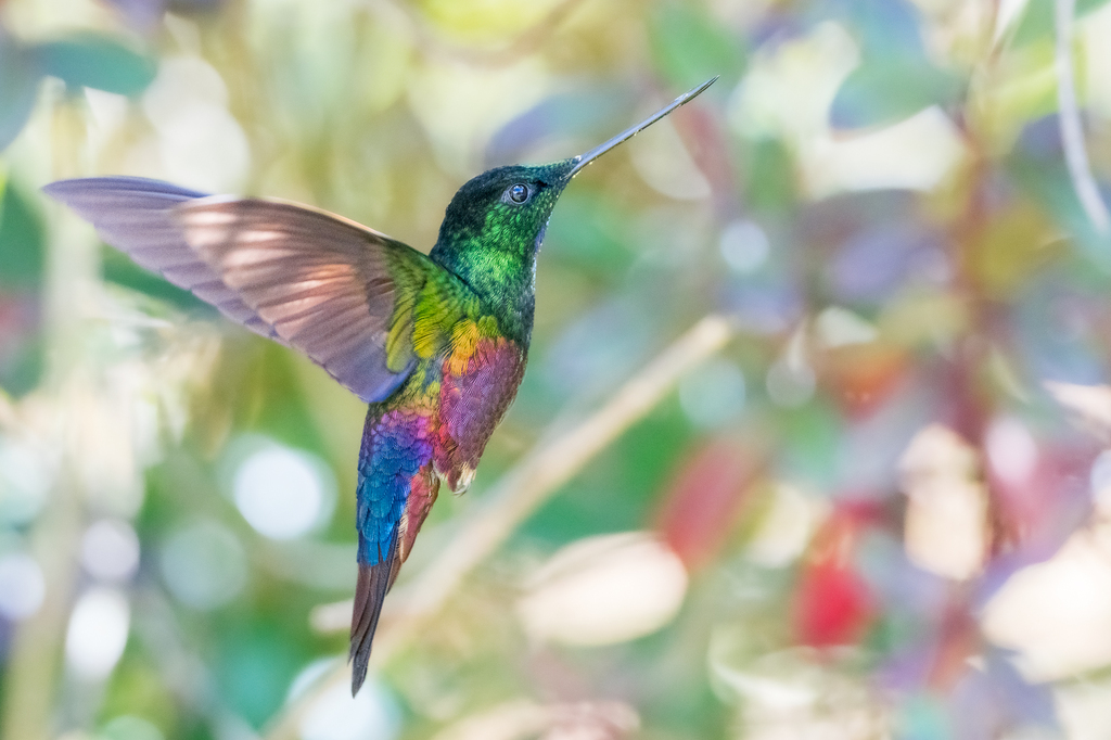 Blue-throated Starfrontlet photo