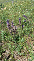 Nepeta multifida