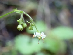 Micranthes odontoloma