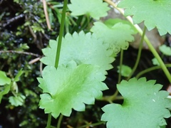 Micranthes odontoloma