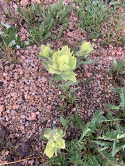 Castilleja occidentalis