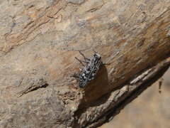 Chrysobothrini