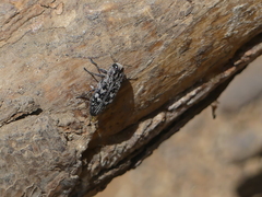 Chrysobothrini