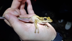 Polypedates macrotis