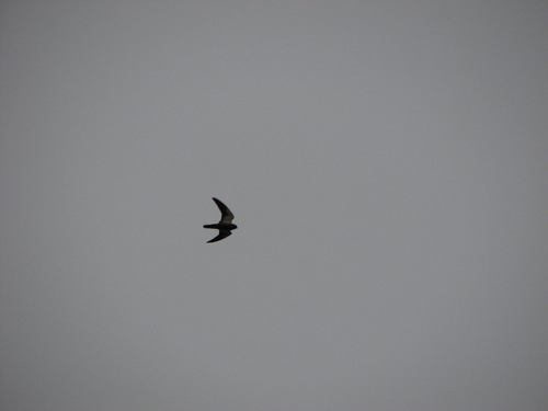 Amur Falcon (Falco amurensis), photo 10