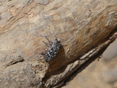 Chrysobothrini