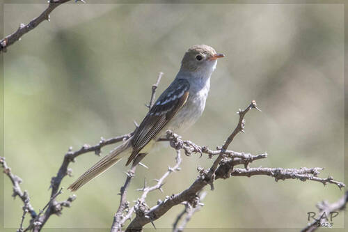 Small-billed Elaenia (Elaenia parvirostris), photo 6