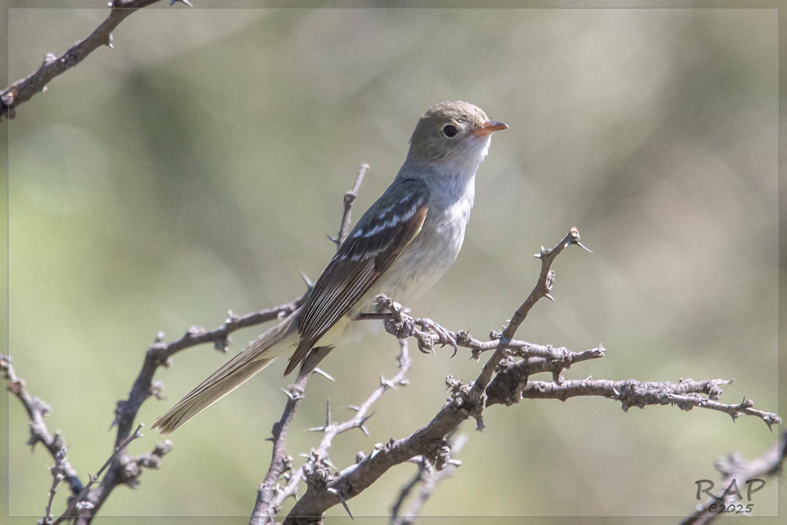 Small-billed Elaenia (Elaenia parvirostris), photo 7
