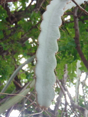 Selenicereus ocamponis