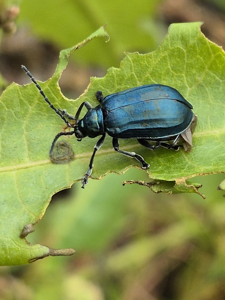 Macrohaltica costata