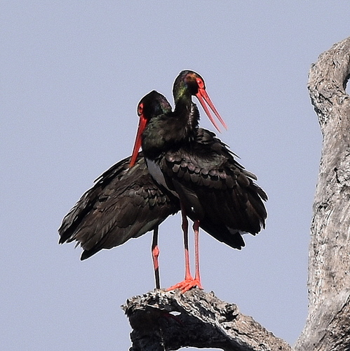Black Stork