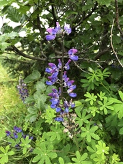 Lupinus nootkatensis
