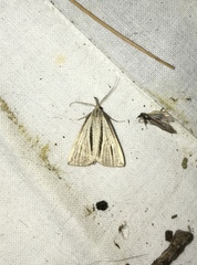 Macrochilo bivittata