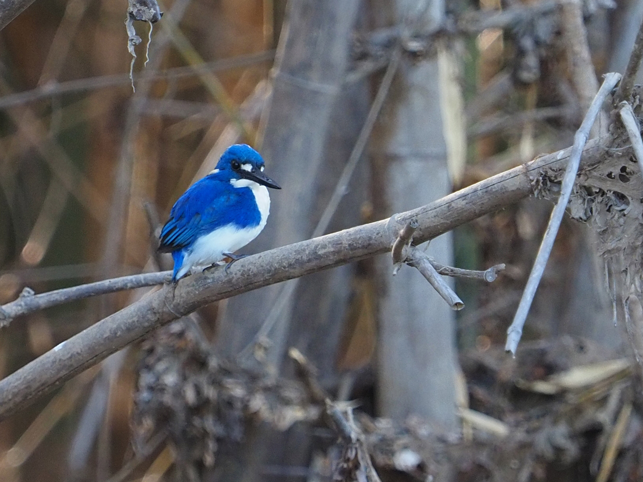 Little Kingfisher (Ceyx pusillus)