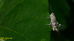 Oedaleus infernalis