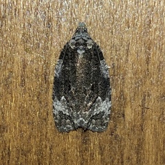 Apotomis capreana