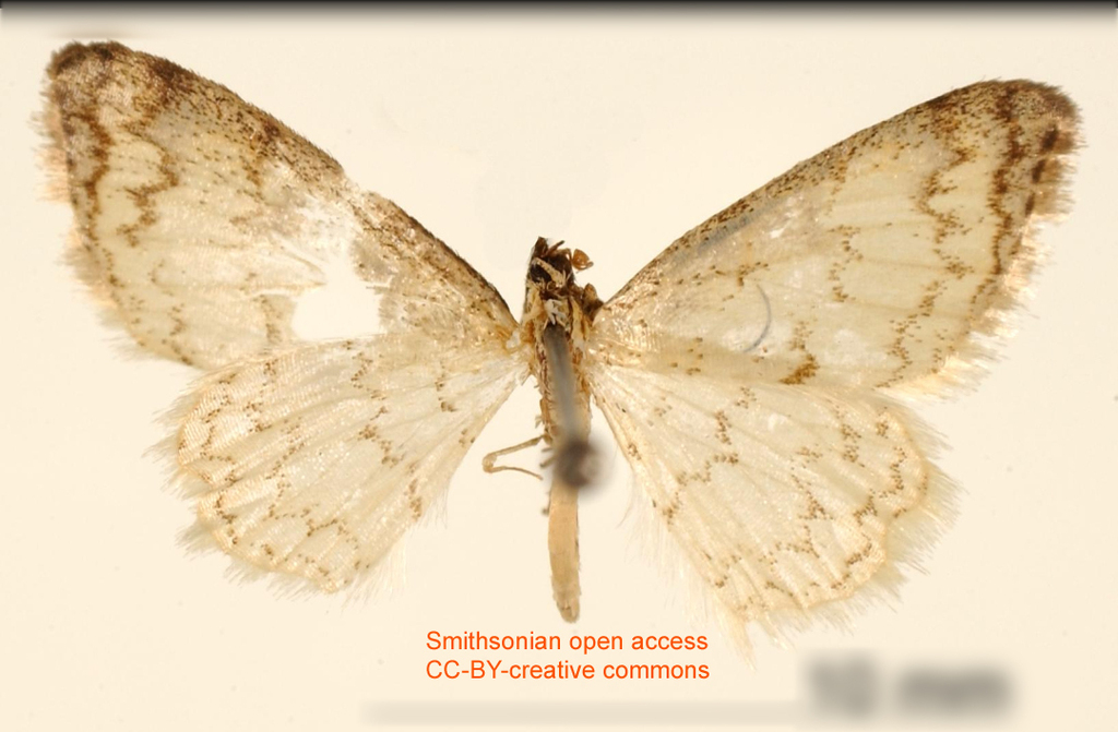 Tricentrogyna simililinea