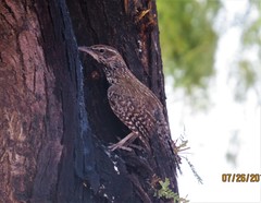 Campylorhynchus brunneicapillus