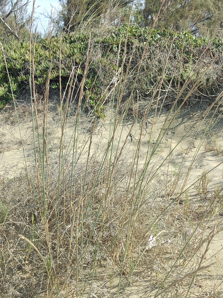 Gramigna delle spiagge