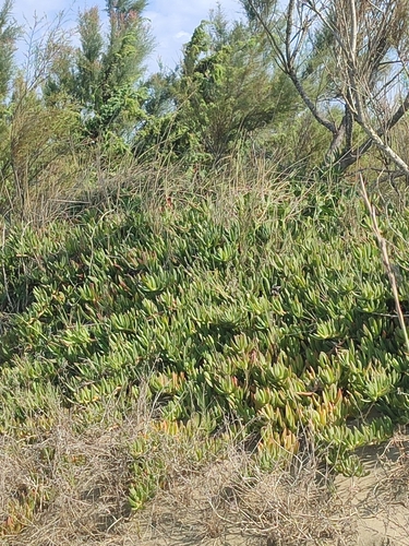 Fico degli Ottentotti