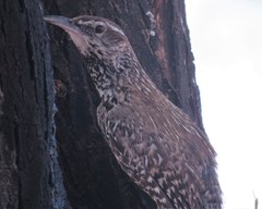 Campylorhynchus brunneicapillus