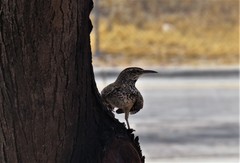 Campylorhynchus brunneicapillus
