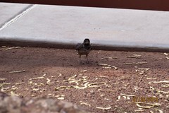 Campylorhynchus brunneicapillus