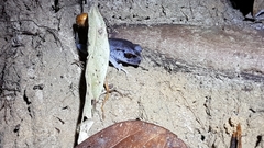 Leptobrachium hendricksoni