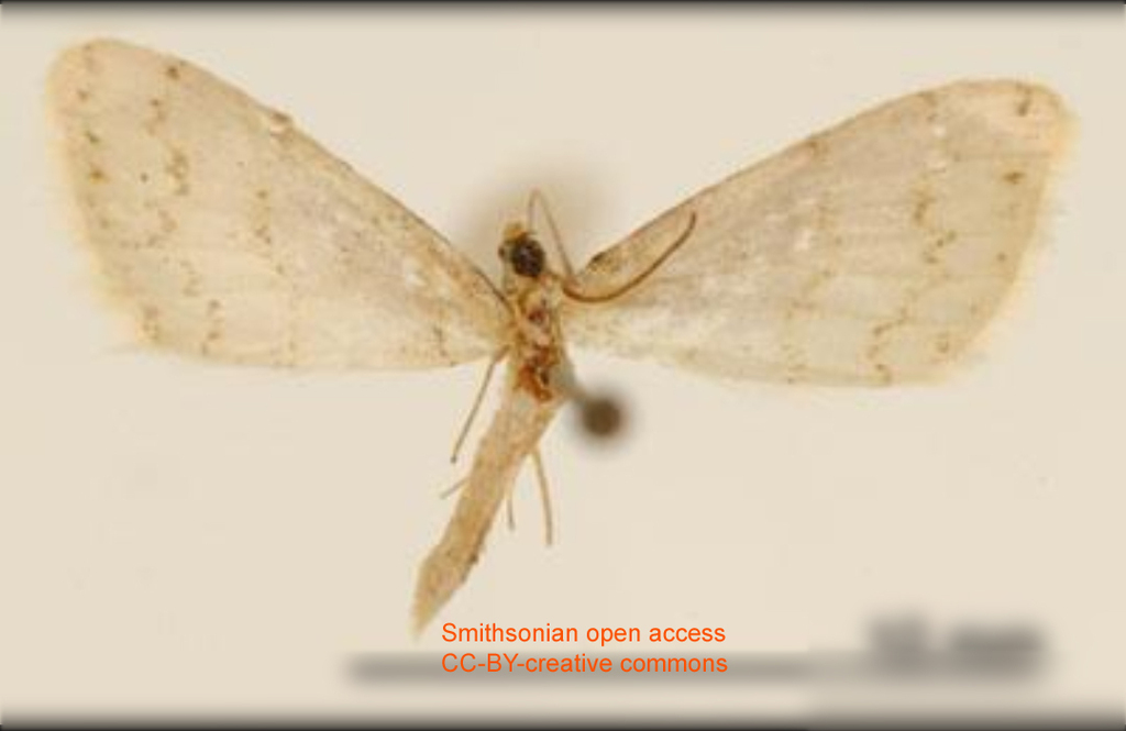Tricentrogyna margarita