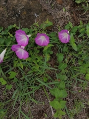 Ipomoea orizabensis orizabensis