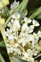 Asclepias labriformis