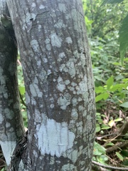Amelanchier canadensis