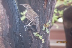 Campylorhynchus brunneicapillus