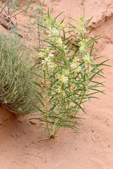 Asclepias labriformis