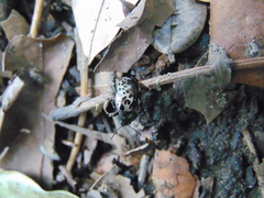 Calligrapha multipustulata