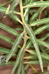 Asclepias labriformis