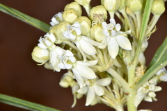 Asclepias labriformis