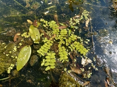Salvinia natans