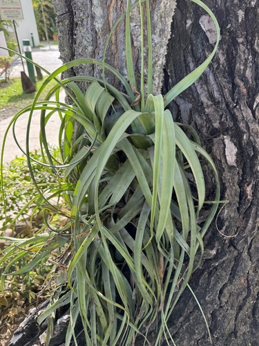 Foto de Cacto-do-ar
