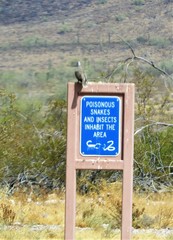 Streptopelia decaocto