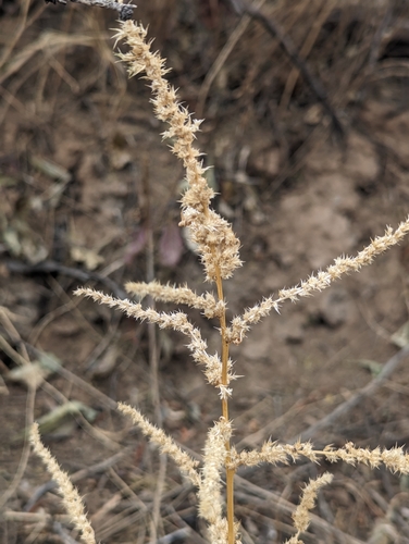 Foto de Caruru-de-mancha