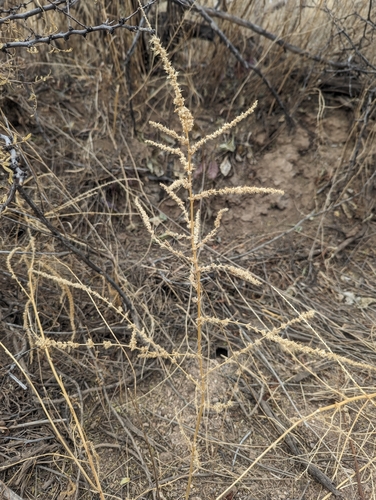 Foto de Caruru-de-mancha