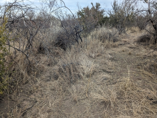 Foto de Caruru-de-mancha