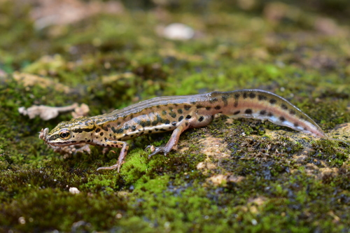 Palmate Newt