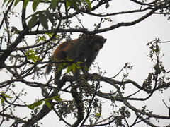 Macaca mulatta